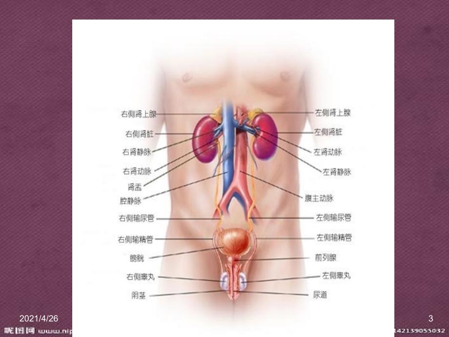 前列腺炎疾病介绍、前列腺炎症状、前列腺炎发病原因、解决办法的系统性讲座_第3页