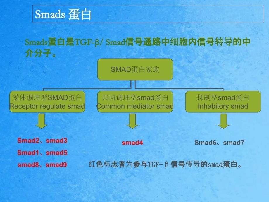 smad在马兜铃酸肾病中的作用机制ppt课件_第5页