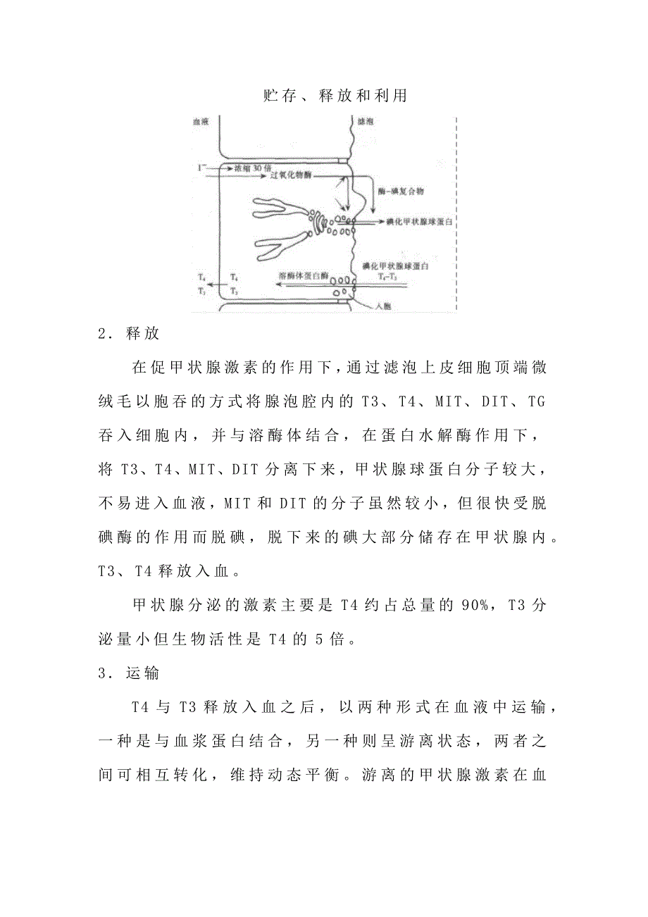 甲状腺激素相关问题释疑.docx_第4页