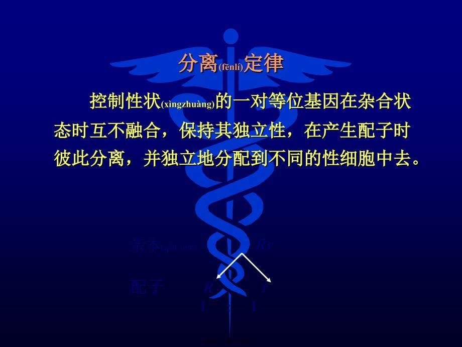 遗传的细胞与分子基础正课件_第5页