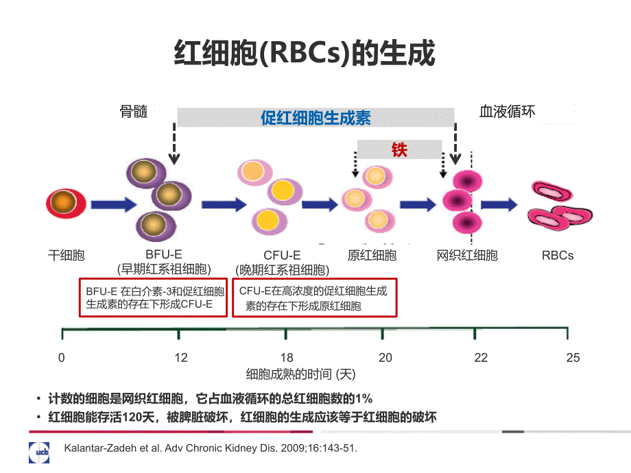 铁代谢的基础与临床OPTppt课件_第3页