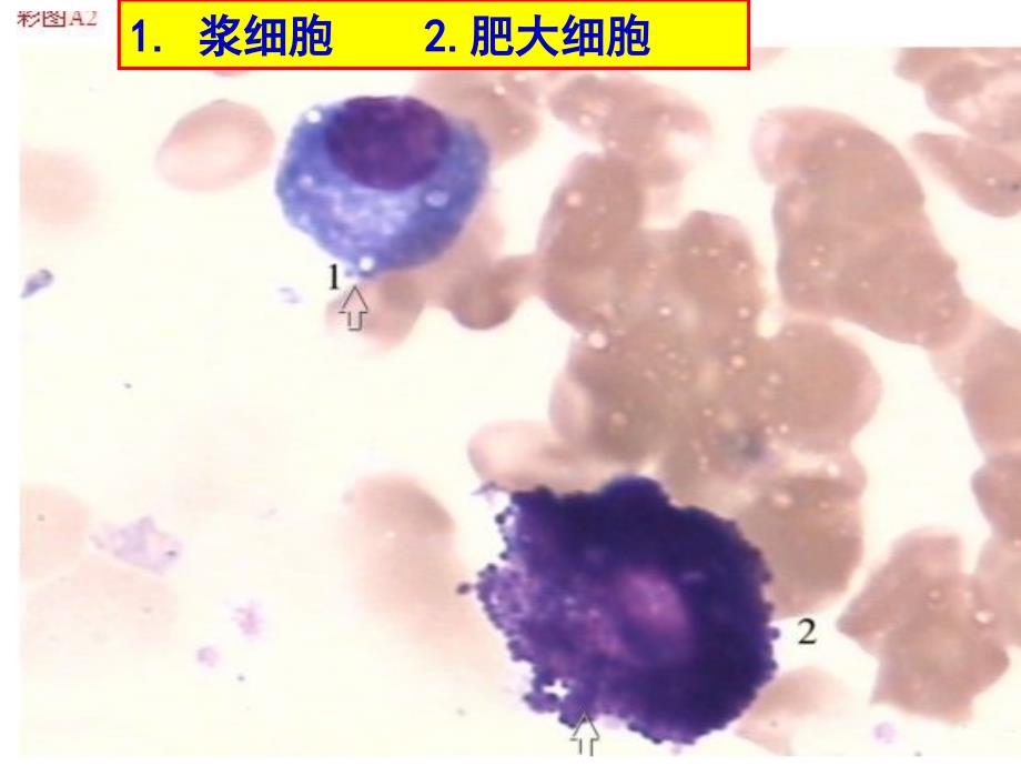 骨髓细胞图谱_第1页