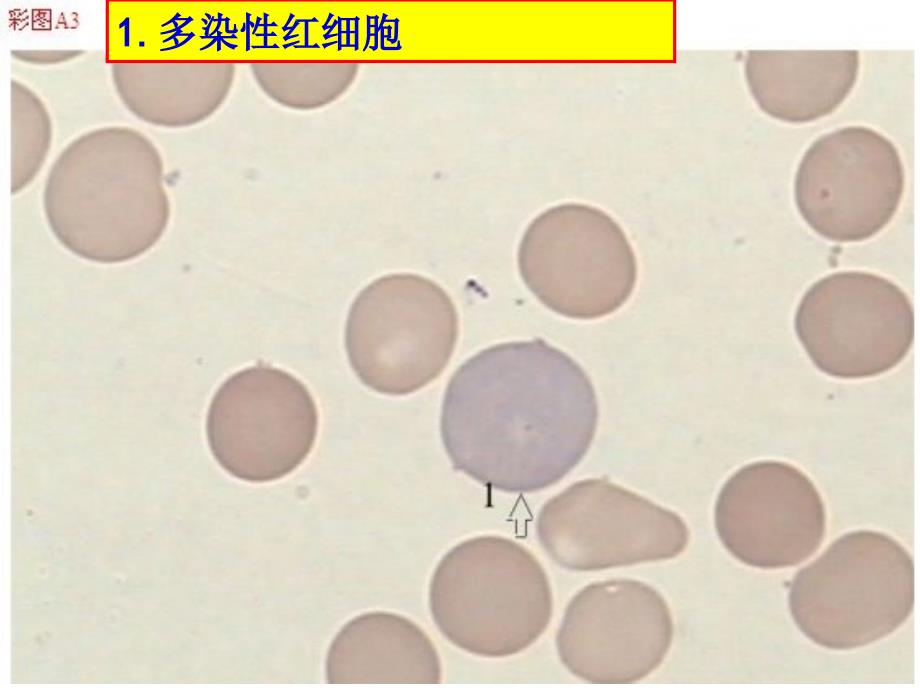 骨髓细胞图谱_第2页