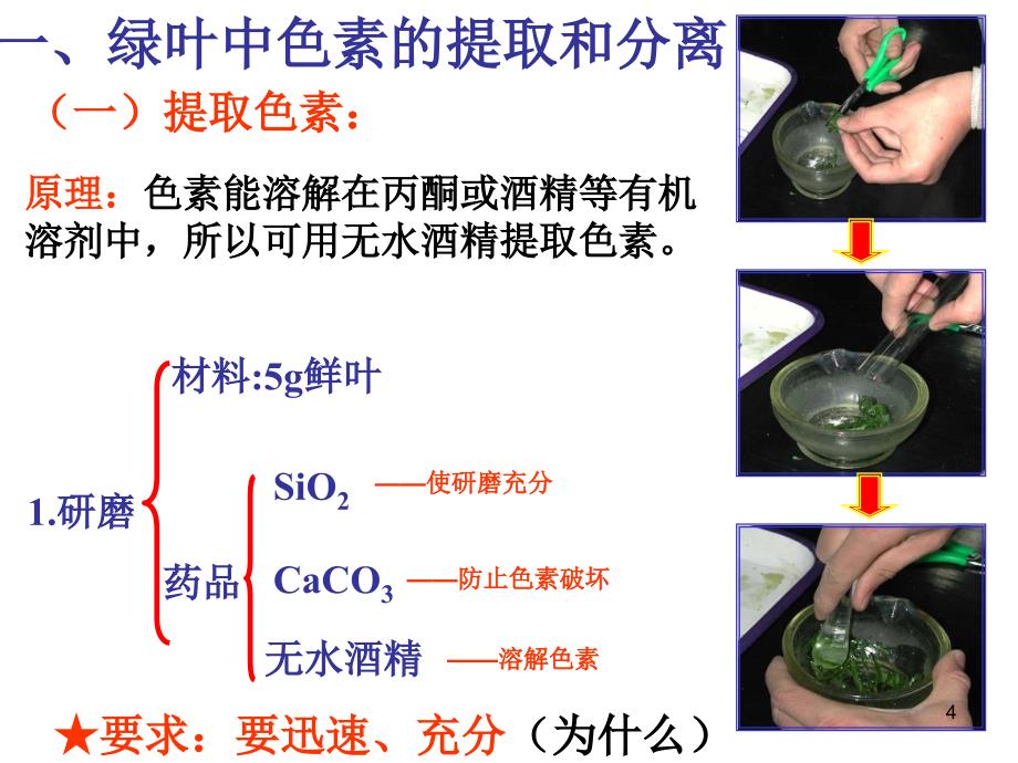 捕获光能的色素56029_第4页