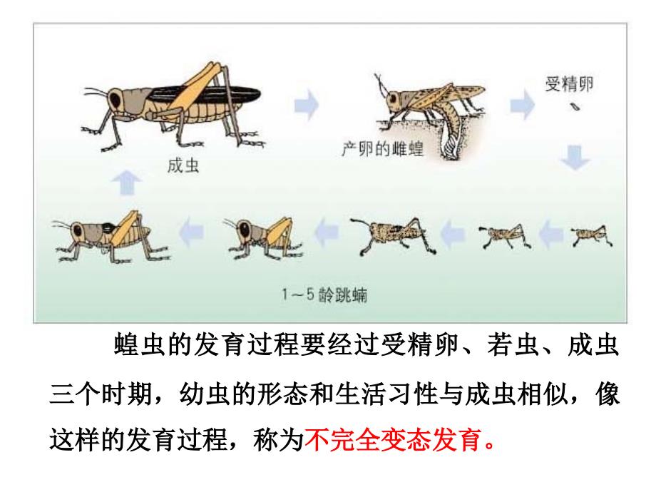 动物的生殖和发育_第4页