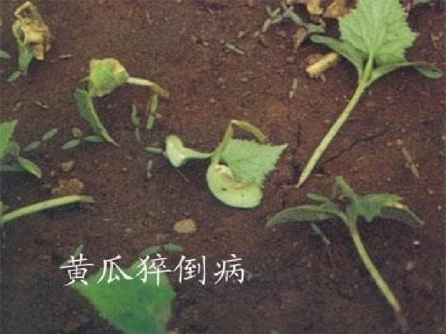 《葫芦科蔬菜病害》课件_第5页