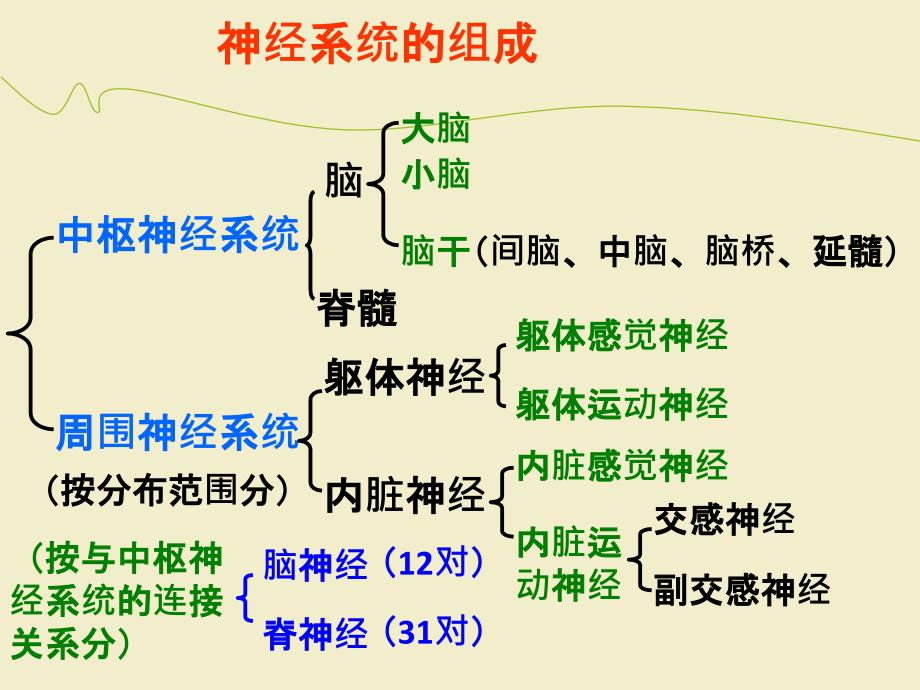 人脑的结构与功能_第1页