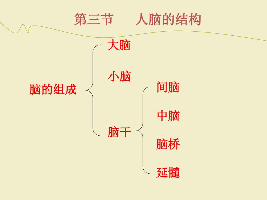 人脑的结构与功能_第3页