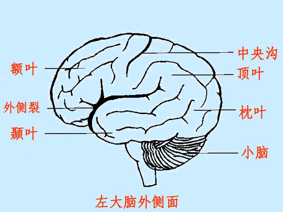 人脑的结构与功能_第4页