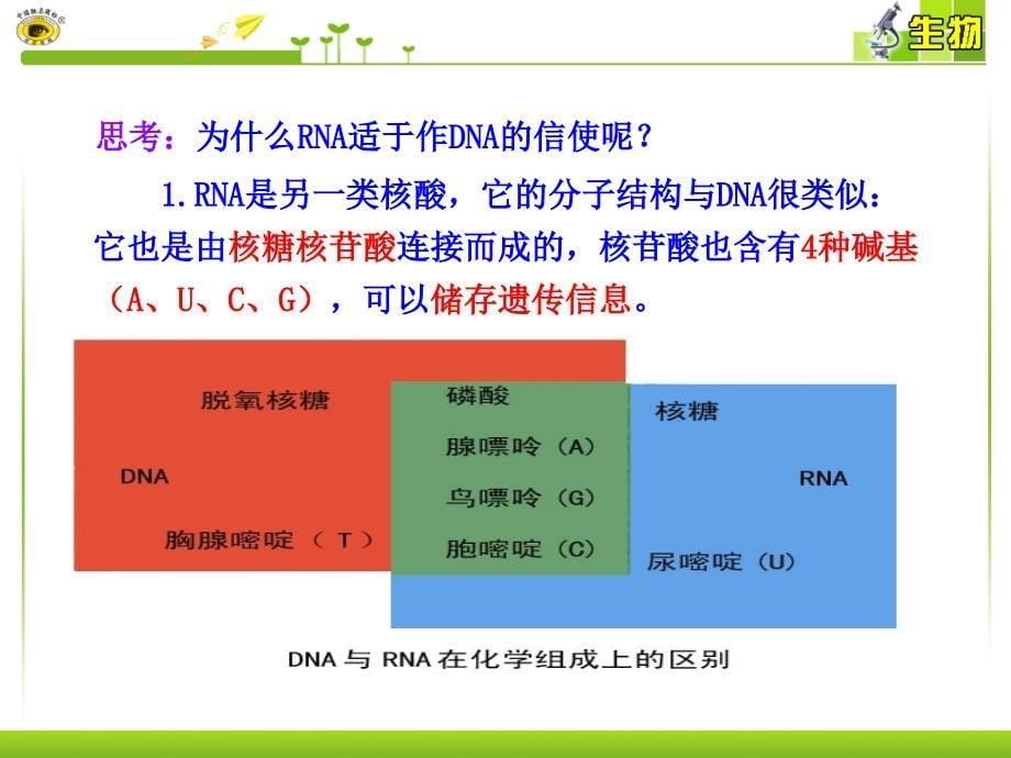 4.1基因指导蛋白质的合成课件5谢强_第5页