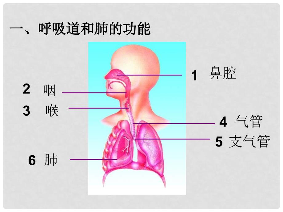 七年级生物下册 第十章 第二节 人体细胞获得氧气的过程课件 北师大版_第4页