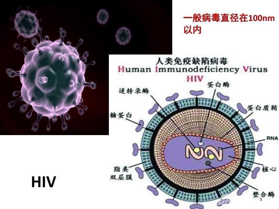 走进细胞课堂PPT_第5页