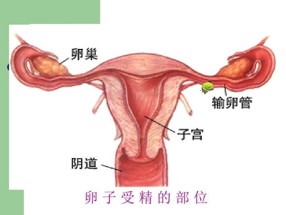 妊娠期妇女的生理变化ppt课件_第5页