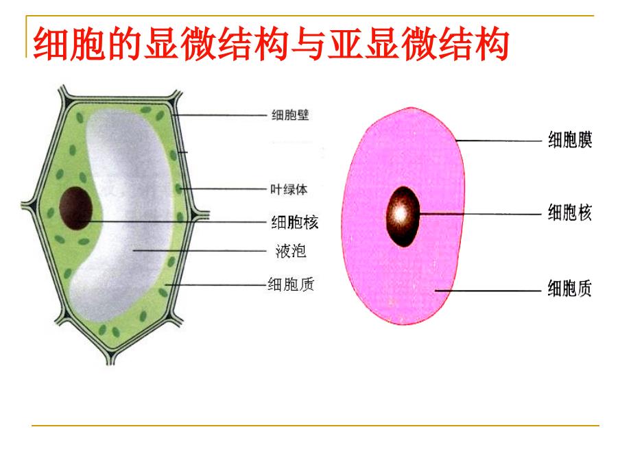 09细胞质使用PPT课件_第1页