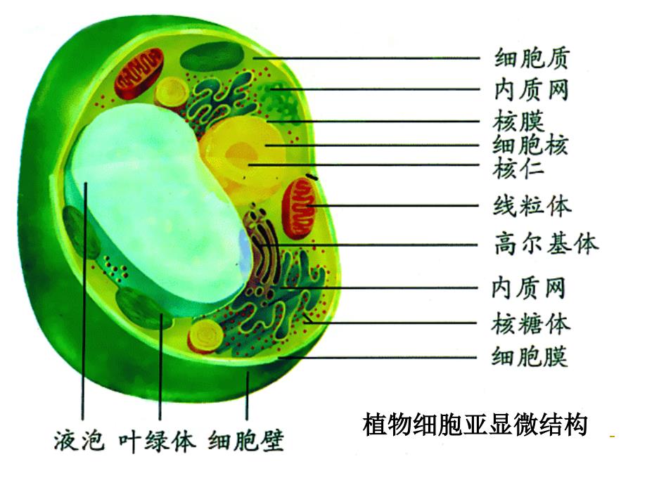 09细胞质使用PPT课件_第3页