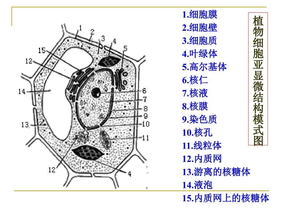 09细胞质使用PPT课件_第5页