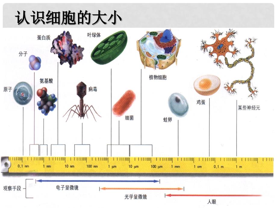 七年级生物上册 2.2.3《细胞通过分裂产生新细胞》课件（2） 人教新课标版_第4页