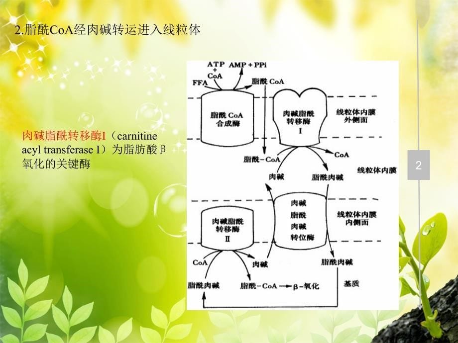 脂肪酸β氧化_第5页