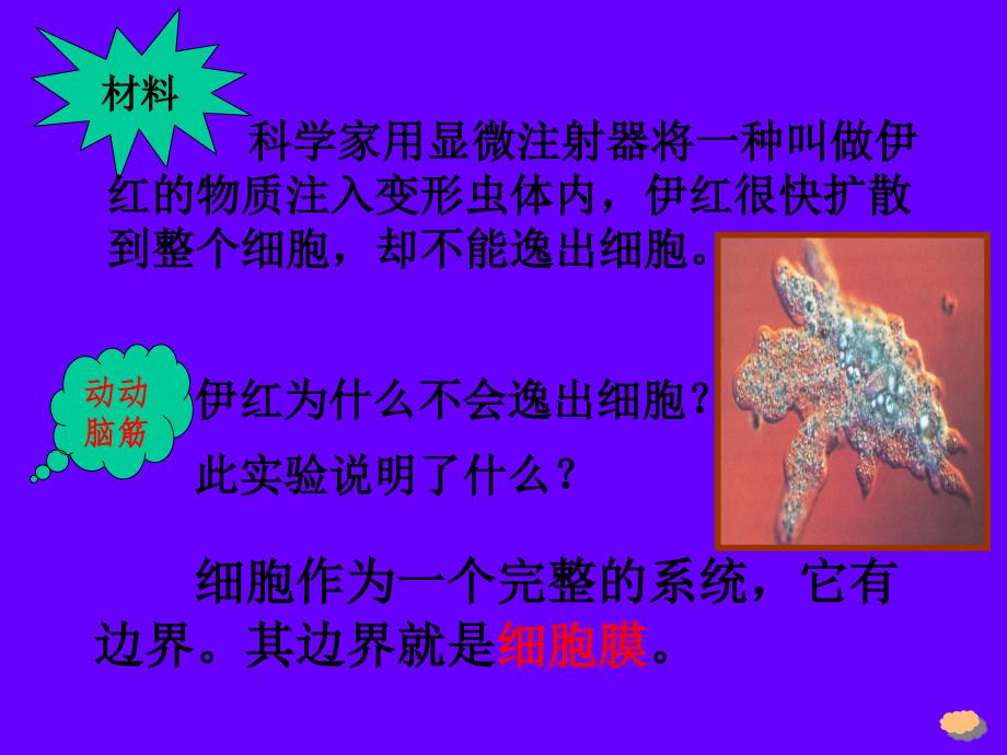 31_细胞膜——系统的边界_第4页