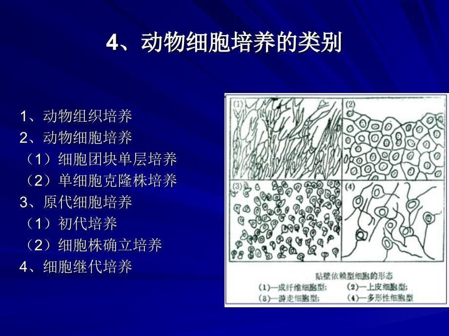 动物细胞制药PPT课件_第5页