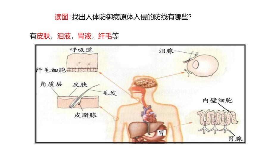 2018九年级科学下册同步教学课件3.3.1身体的防卫_第4页