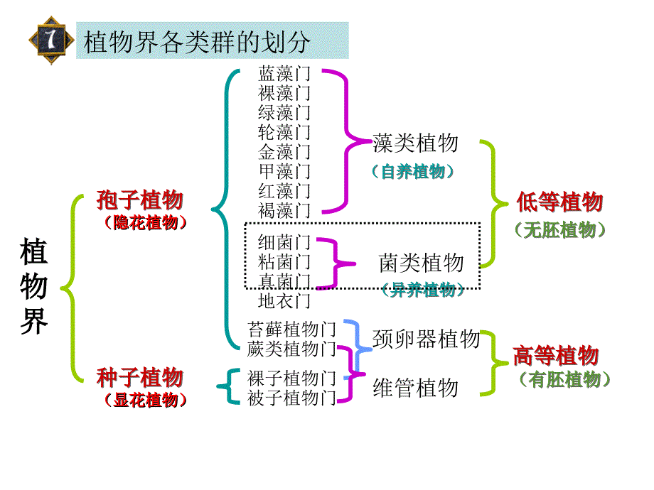 植物类群划分-分布-孢子植物_第3页