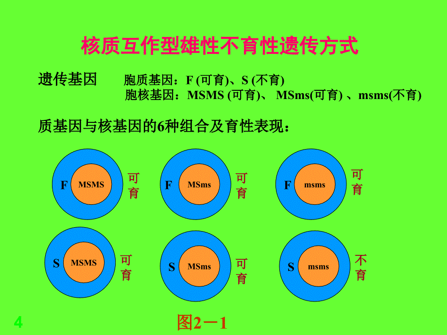 ex水稻制种技术PPT演示文稿_第4页