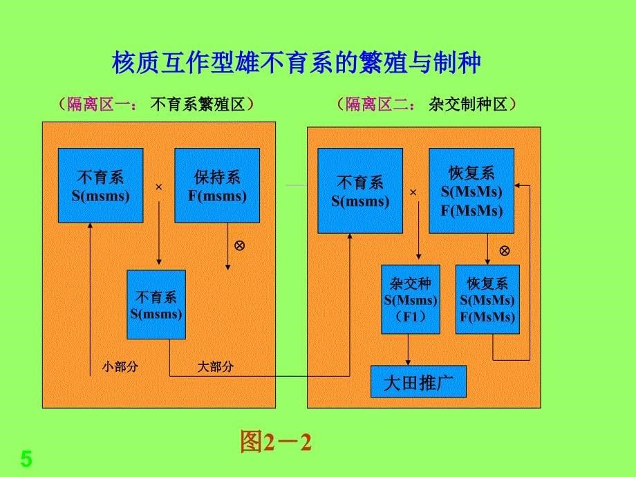 ex水稻制种技术PPT演示文稿_第5页