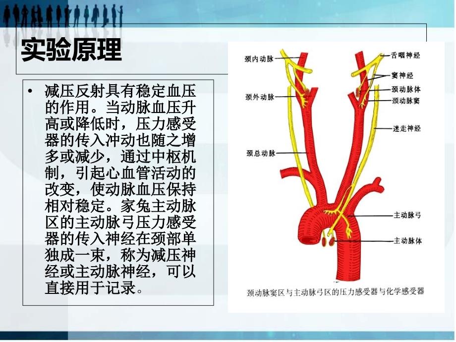 减压神经放电PPT课件_第3页