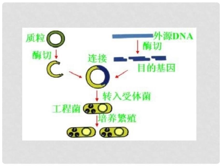 广东省梅州市五华县城镇中学八年级生物下册《现代生物技术》课件 北师大版_第5页