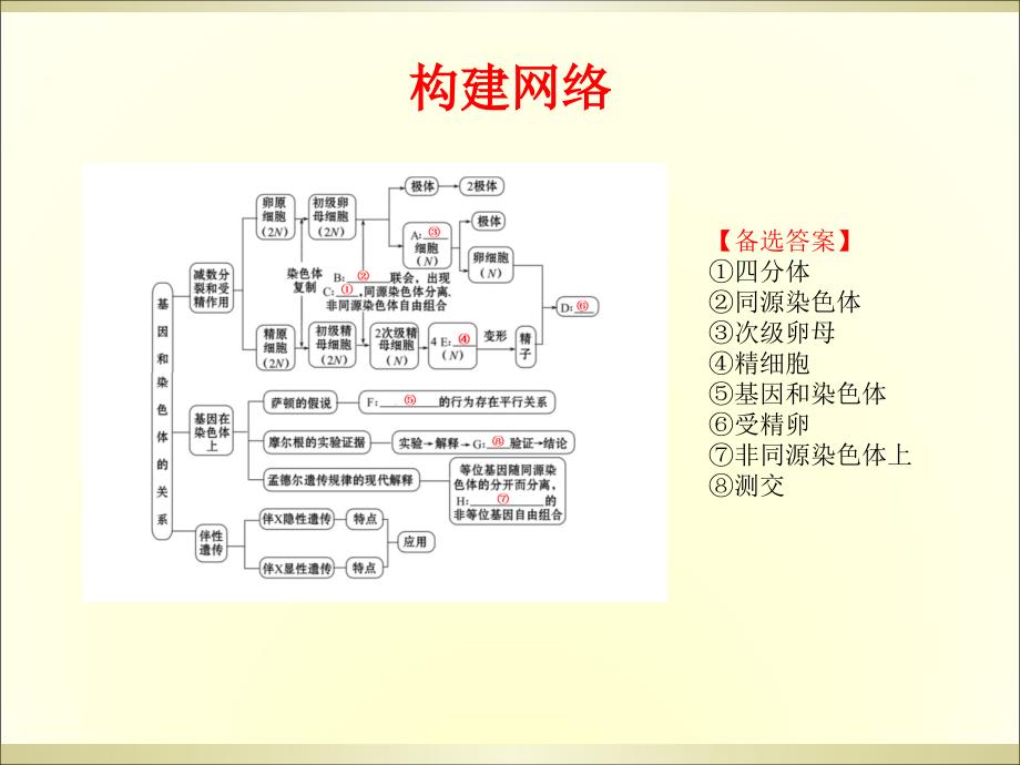 人教版高中生物必修2第2章基因与染色体的关系复习课件共51张PPT_第2页