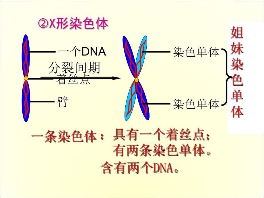 人教版高中生物必修2第2章基因与染色体的关系复习课件共51张PPT_第5页