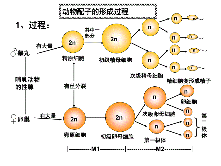 第2节动物配子的形成过程_第1页