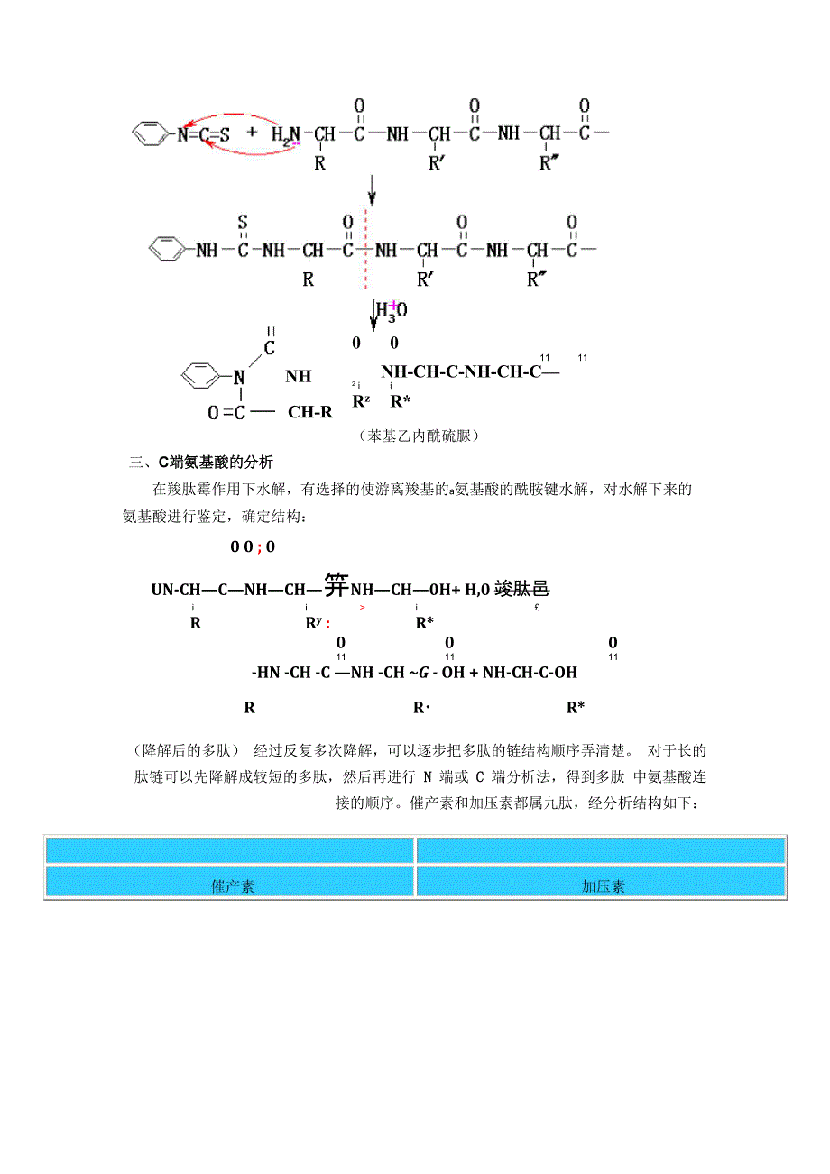 多肽结构的测定_第2页