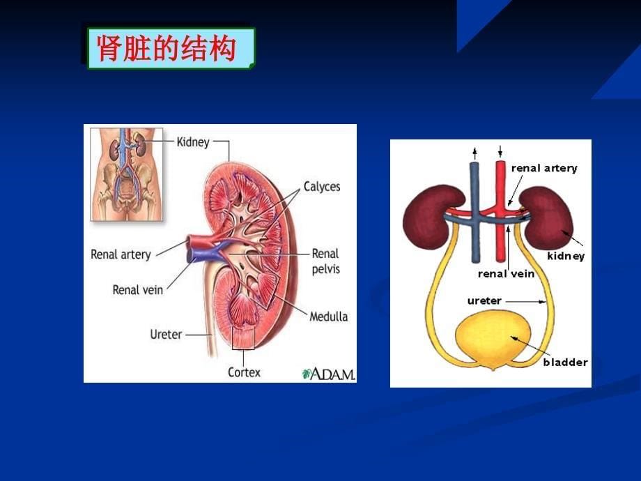 泌尿系统血液系统用药及调节水电解质和酸碱平衡药_第5页