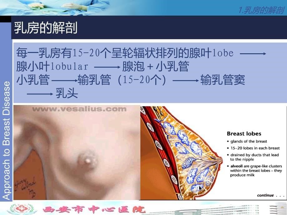 乳腺癌及乳腺癌手术配合课件_第5页