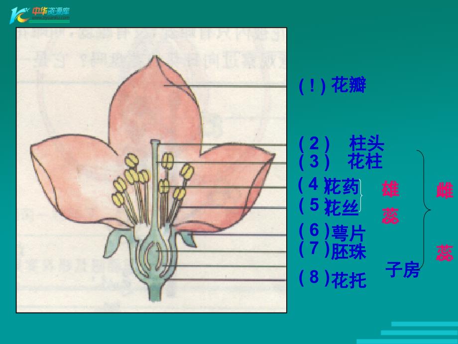 植物生殖方式的多样性课件7浙教版七年级下_第2页