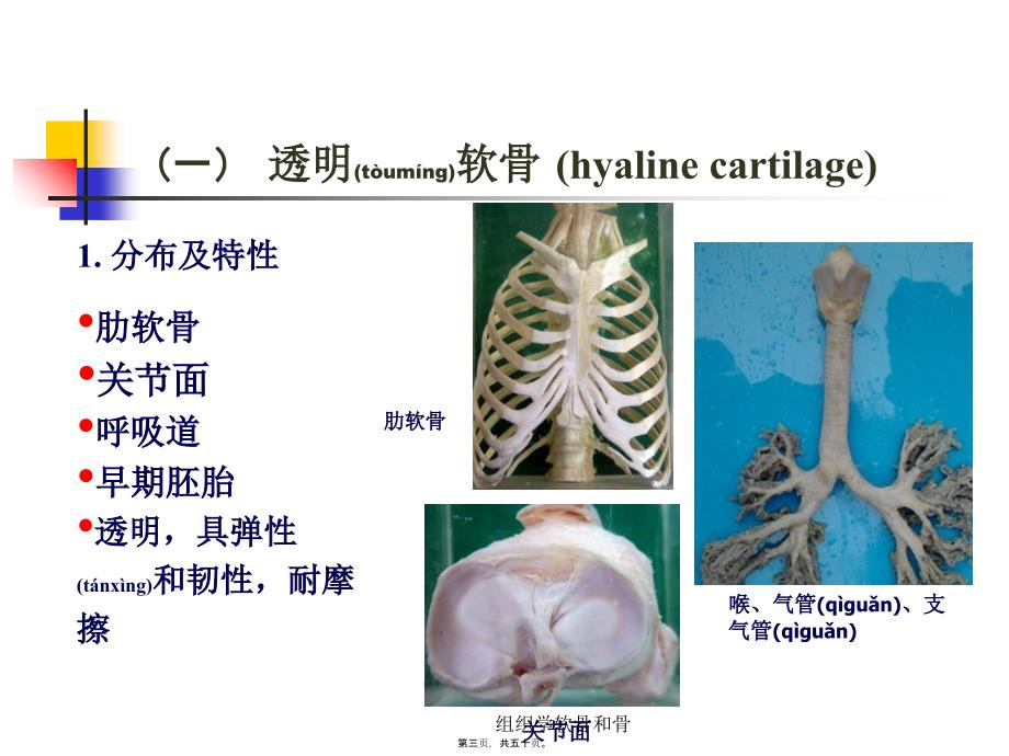 组织学软骨和骨课件_第3页