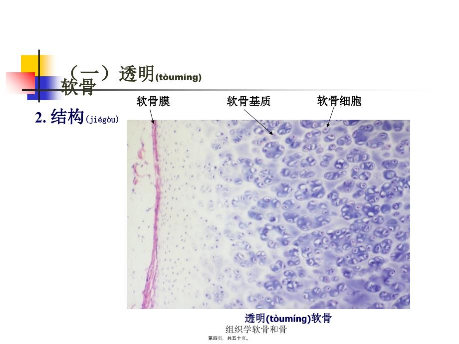 组织学软骨和骨课件_第4页