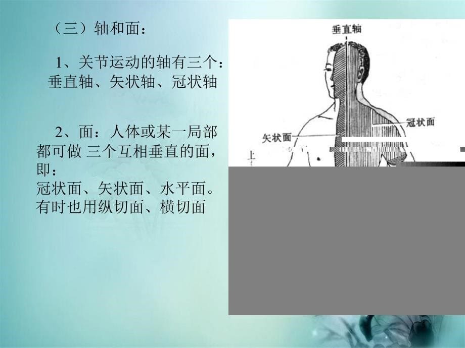 绪论骨学北医课件_第5页