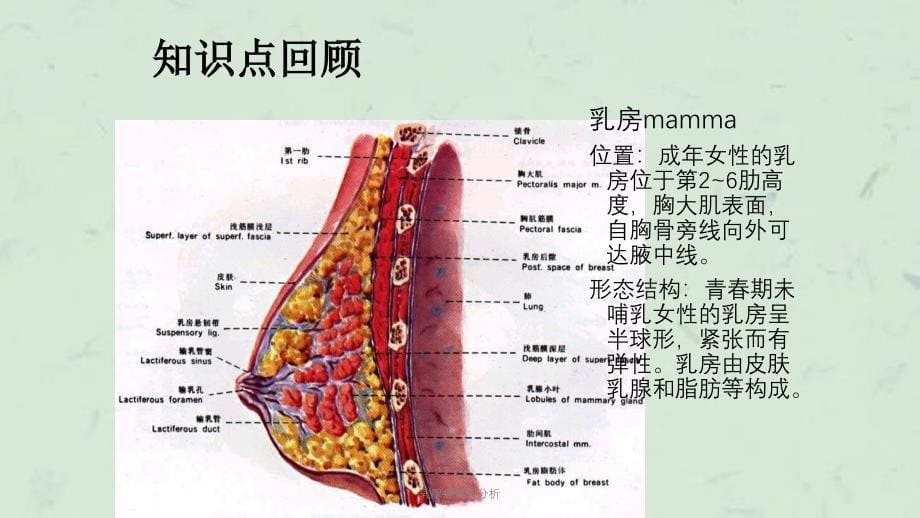 乳腺癌案例分析课件_第5页