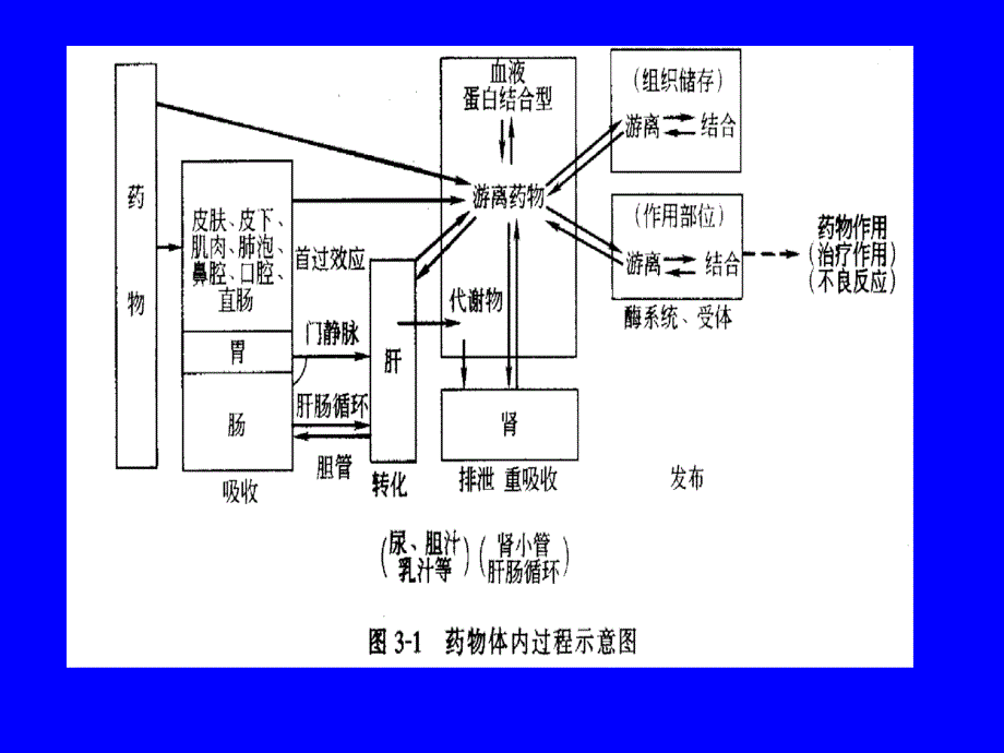 基础药理学第3章药物代谢动力学_第4页