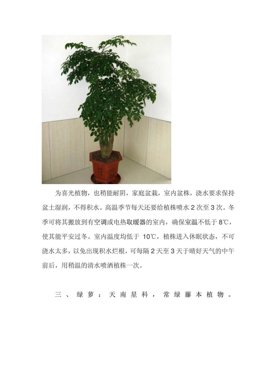 罕见室内绿植花草盆景养护方法精彩_第3页