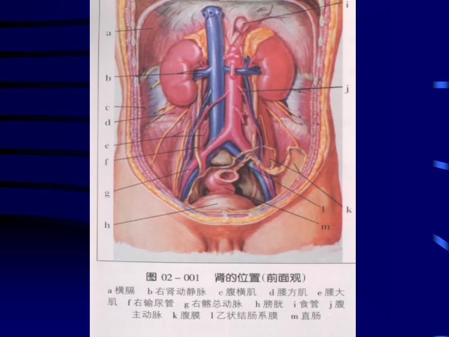 最新内科疾病和肾脏课件PPT文档_第3页