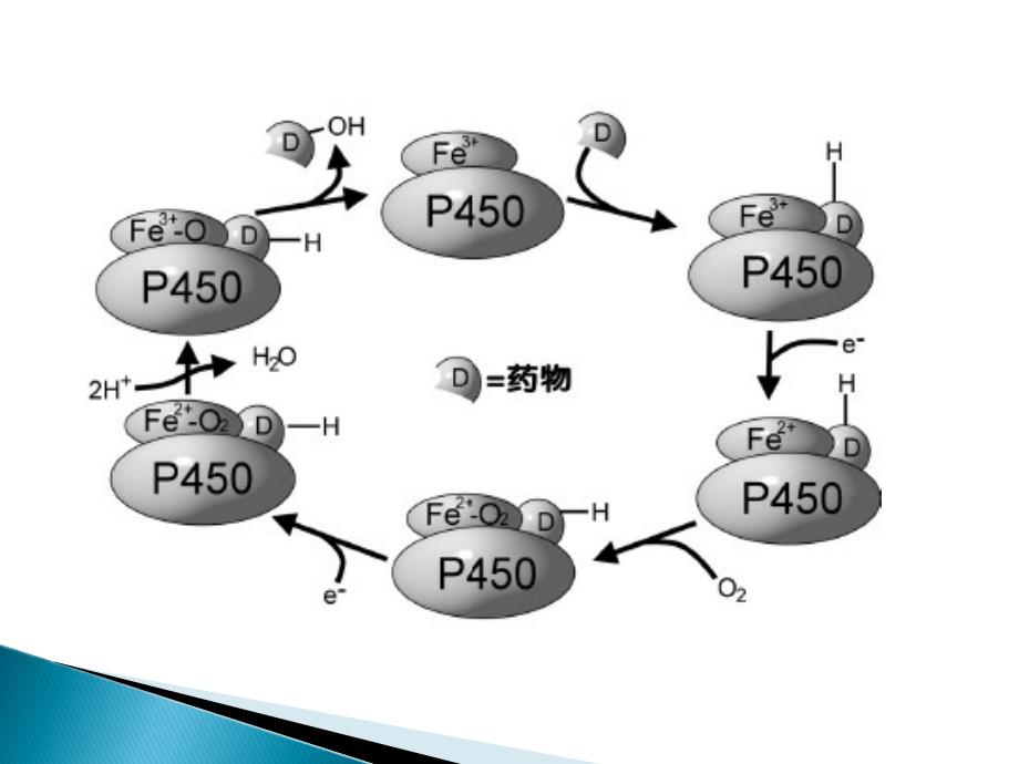 CYP450酶与药物相互作用.ppt_第4页