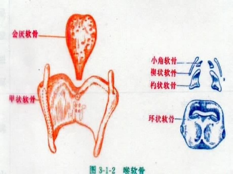 喉炎喉梗阻ppt课件_第4页