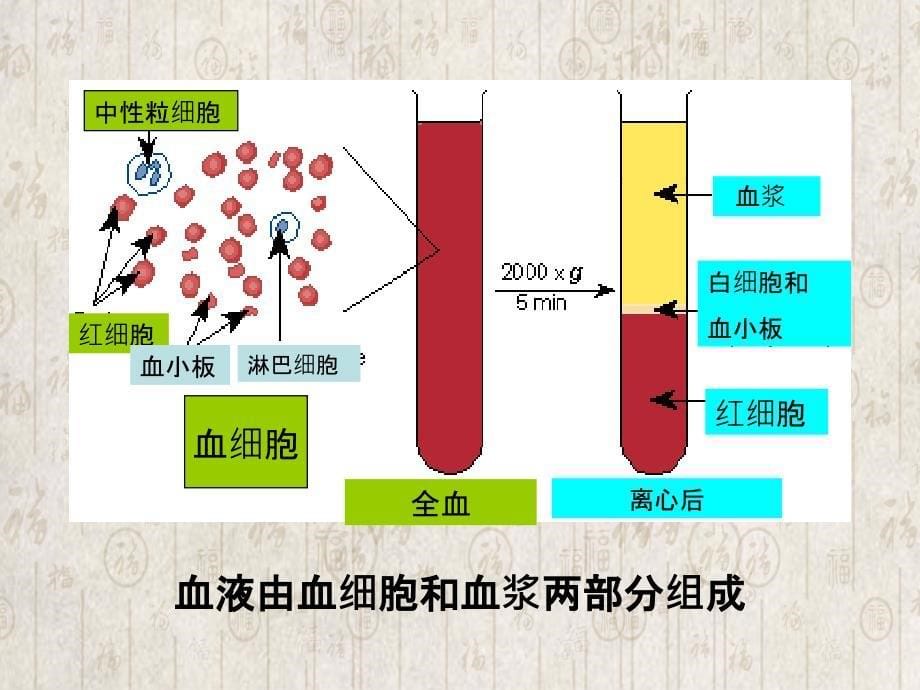 第三章血液教案_第5页