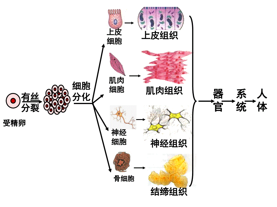 植物细胞工程ppt课件_第2页