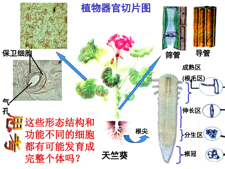 植物细胞工程ppt课件_第3页