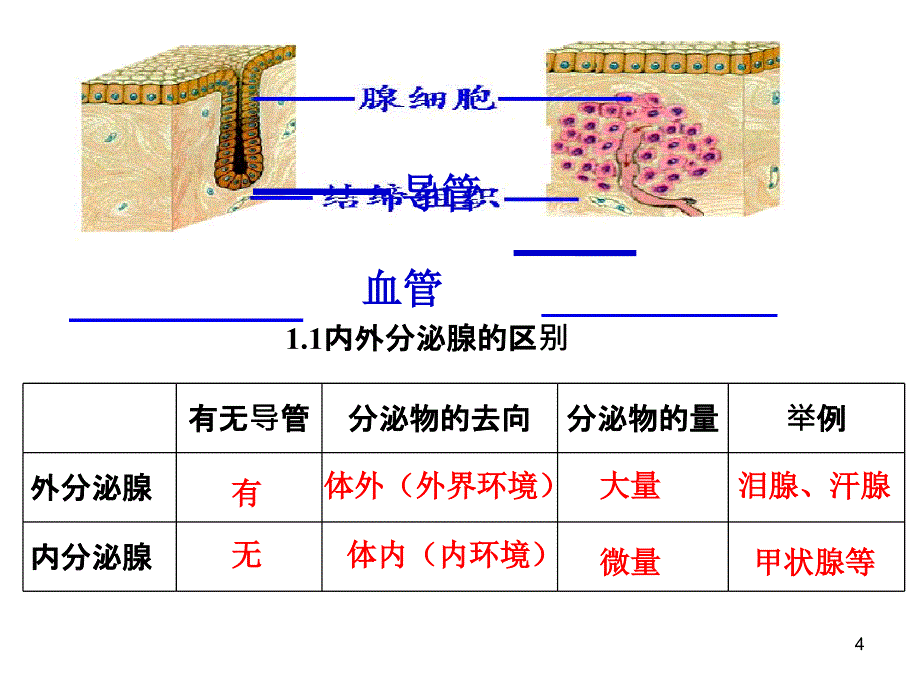 内分泌系统与体液调节一_第4页